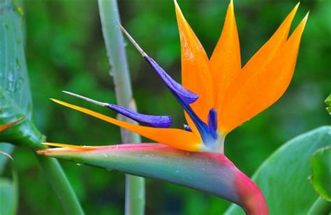 天堂鳥 花|天堂鳥花怎麼養？天堂鳥花種類、花語、繁殖&風水 –